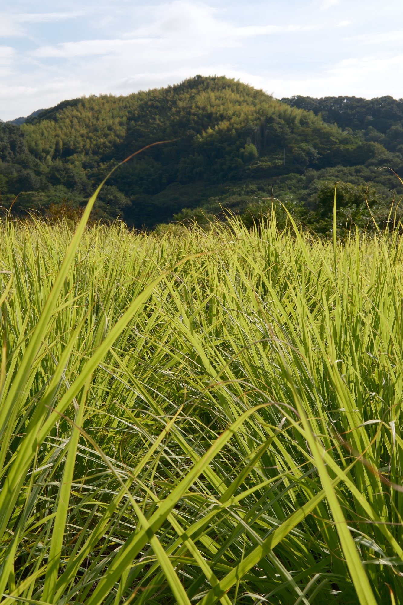 因島の畑のレモングラス